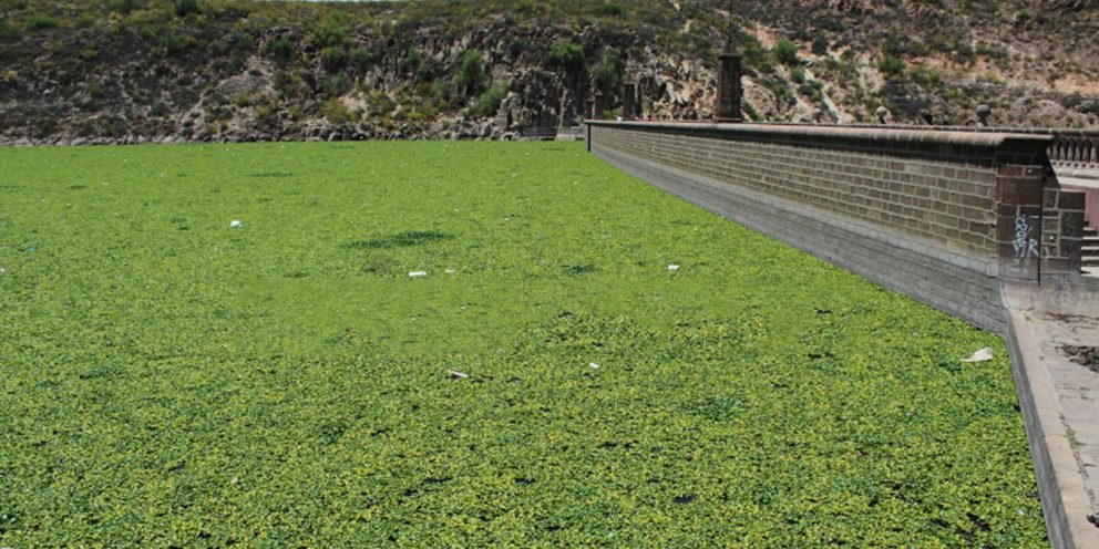 Interapas llevará a cabo la limpieza de lirio acuático de la presa San José  – Interapas